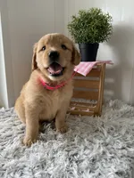 Nola, a female Golden Retriever for sale in Baltic, OH – 5 of 8