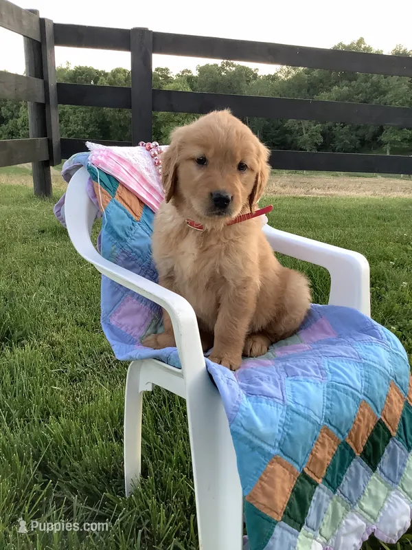Kallie  – Golden Retriever puppy for sale in Baltic, OH