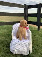 Nola, a female Golden Retriever for sale in Baltic, OH – 3 of 7
