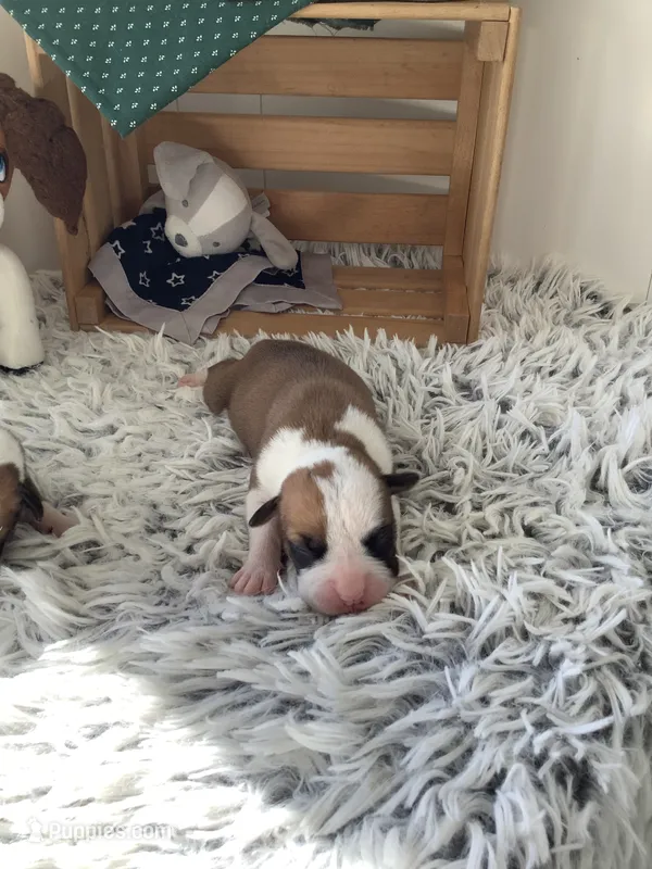Terry – Boxer puppy for sale in Baltic, OH