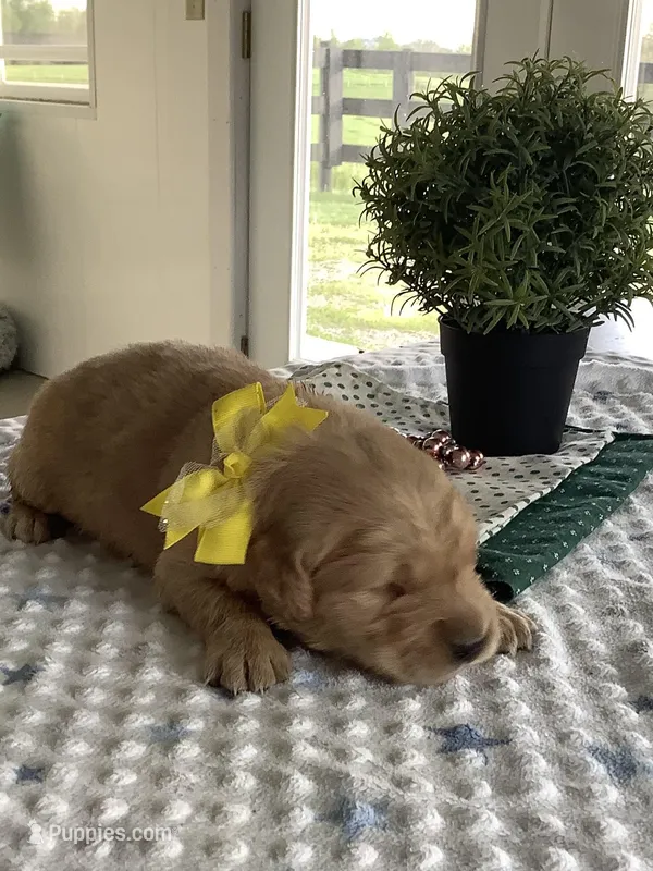 Manny – Golden Retriever puppy for sale in Baltic, OH