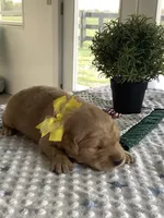 Manny, a male Golden Retriever for sale in Baltic, OH – 2 of 8