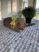 Manny, a male Golden Retriever for sale in Baltic, OH – 4 of 8