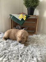 Manny, a male Golden Retriever for sale in Baltic, OH – 5 of 8