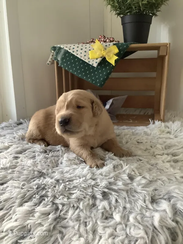 Manny, a male Golden Retriever for sale in Baltic, OH – 1 of 8