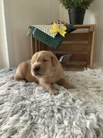 Manny, a male Golden Retriever for sale in Baltic, OH – 1 of 8
