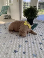 Manny, a male Golden Retriever for sale in Baltic, OH – 3 of 8