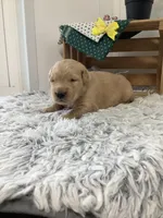 Manny, a male Golden Retriever for sale in Baltic, OH – 6 of 8