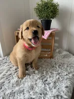 Nola, a female Golden Retriever for sale in Baltic, OH – 4 of 8