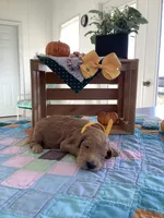 Manny F1b Goldendoodle , a male Goldendoodle for sale in Baltic, OH – 5 of 9