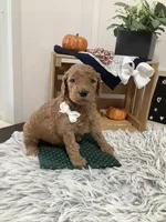 Tanker F1b Goldendoodle , a male Goldendoodle for sale in Baltic, OH – 1 of 10
