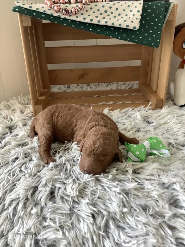 Rascal - F1b  – Goldendoodle puppy for sale in Baltic, OH