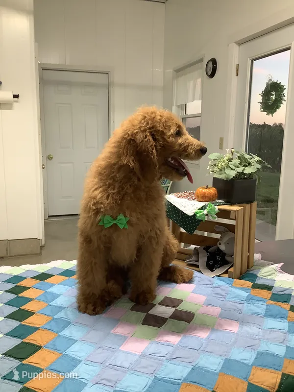 Rascal - F1b standard  – Goldendoodle puppy on hold in Baltic, OH