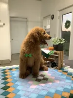 Rascal - F1b standard , a male Goldendoodle for sale in Baltic, OH – 5 of 9