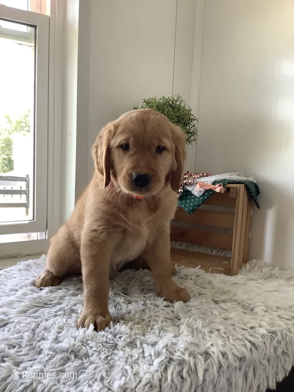 Bingo – Golden Retriever puppy for sale in Baltic, OH