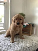 Bingo, a male Golden Retriever for sale in Baltic, OH – 2 of 9
