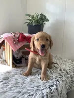 Sheila , a male Golden Retriever for sale in Baltic, OH – 2 of 9