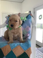 Ty, a male Golden Retriever for sale in Baltic, OH – 3 of 10