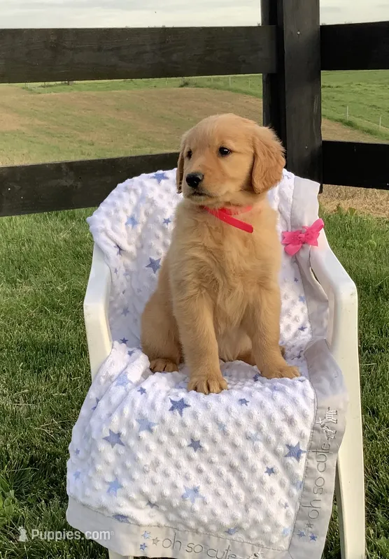 Nola – Golden Retriever puppy for sale in Baltic, OH