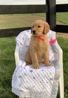 Nola, a female Golden Retriever for sale in Baltic, OH – 1 of 7