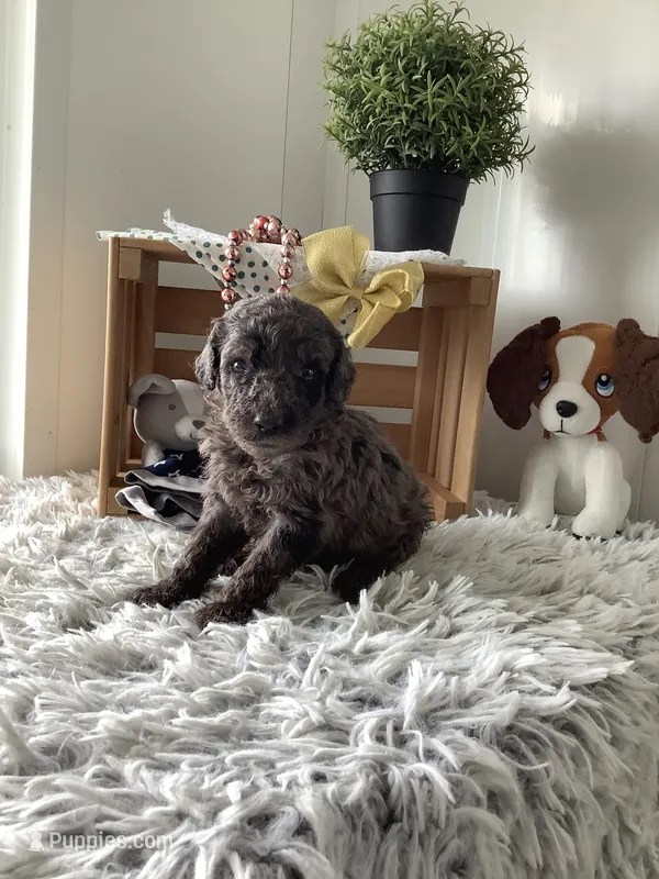 F1bb Goldendoodle- Rex – Goldendoodle puppy for sale in Baltic, OH