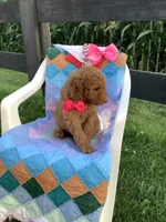 Ginger- F1bb Goldendoodle , a female Goldendoodle for sale in Baltic, OH – 4 of 10