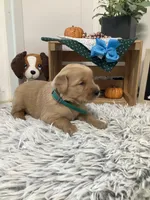 Kobe, a male Golden Retriever for sale in Baltic, OH – 2 of 8