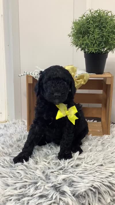 Macho- F1bb standard , a male Goldendoodle for sale in Baltic, OH – 4 of 7