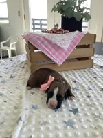 Sheila , a female Boxer for sale in Baltic, OH – Photo 2 of 7