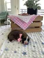 Sheila , a female Boxer for sale in Baltic, OH – Photo 4 of 7