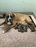 Sheila , a female Boxer for sale in Baltic, OH – Photo 5 of 7