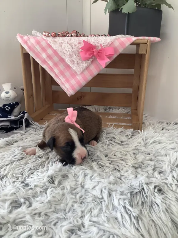 Sheila  – Boxer puppy for sale in Baltic, OH