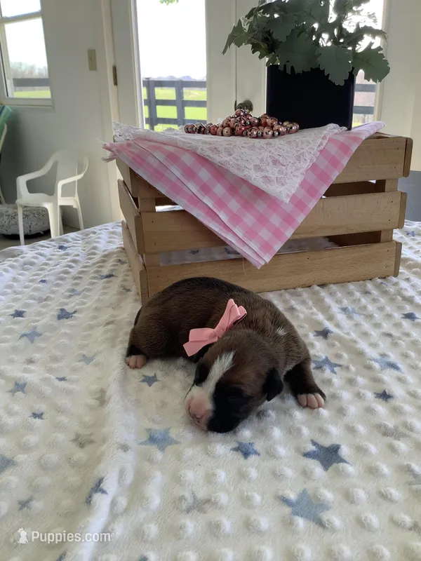 Sheila  – Boxer puppy for sale in Baltic, OH