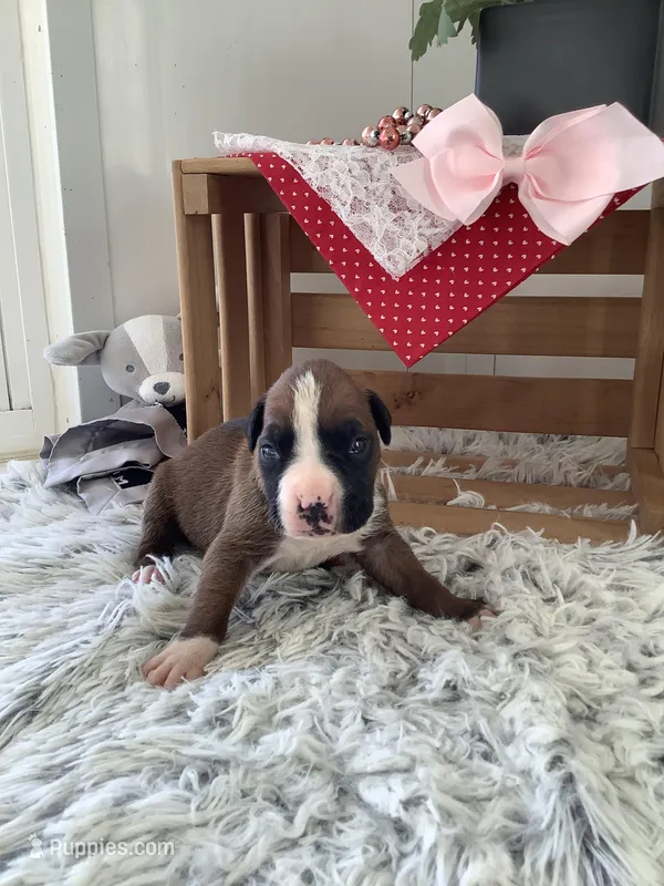 Sheila  – Boxer puppy on hold in Baltic, OH