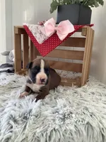Sheila , a female Boxer for sale in Baltic, OH – 2 of 9