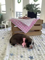 Sheila , a female Boxer for sale in Baltic, OH – Photo 3 of 7