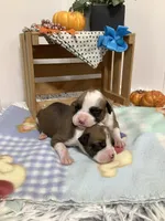 Lance , a male Boxer for sale in Baltic, OH – 4 of 10