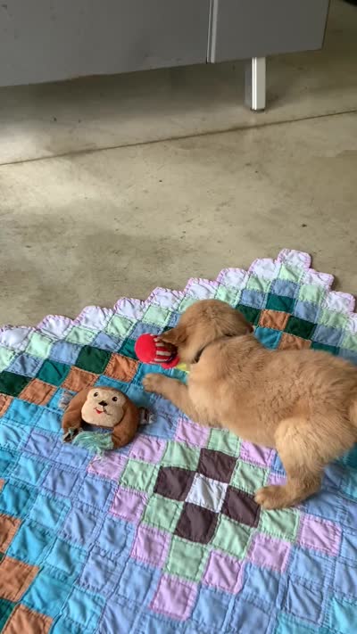 Frankie, a male Golden Retriever for sale in Baltic, OH – 7 of 8