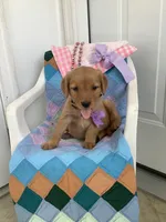 Sally , a male Golden Retriever for sale in Baltic, OH – 2 of 8
