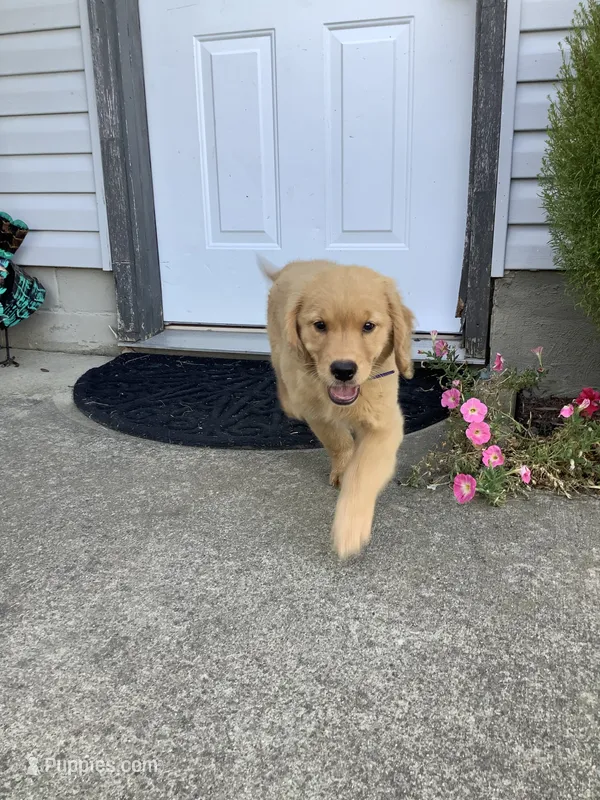 Ty – Golden Retriever puppy for sale in Baltic, OH