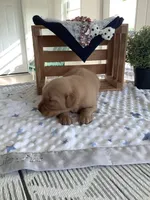 Alex, a male Golden Retriever for sale in Baltic, OH – 7 of 10