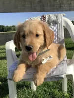 Wyatt, a male Golden Retriever for sale in Baltic, OH – 4 of 10