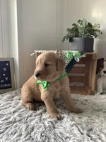Ty, a male Golden Retriever for sale in Baltic, OH – 6 of 10