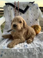 Kenny F1b Goldendoodle , a male Golden Retriever for sale in Baltic, OH – 4 of 8