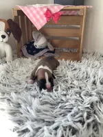 Lady , a female Boxer for sale in Baltic, OH – 4 of 7