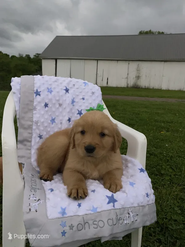 Lucy  – Golden Retriever puppy for sale in Baltic, OH