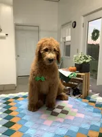 Rascal - F1b standard , a male Goldendoodle for sale in Baltic, OH – 4 of 9