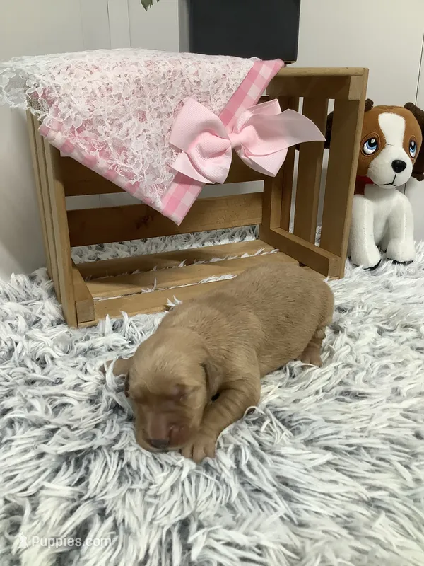 Sunshine  – Golden Retriever puppy for sale in Baltic, OH