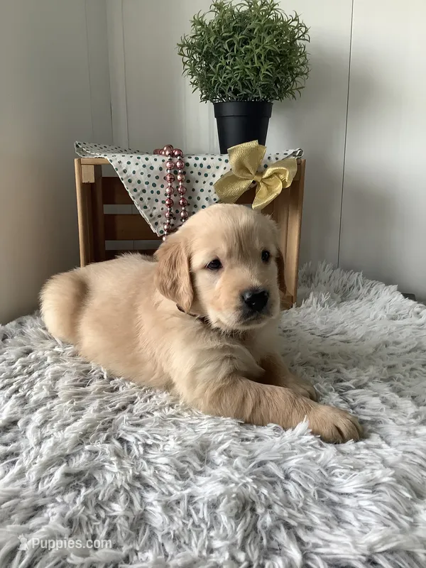 Rover – Golden Retriever puppy for sale in Baltic, OH