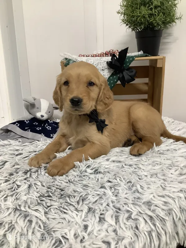 Myles – Golden Retriever puppy for sale in Baltic, OH